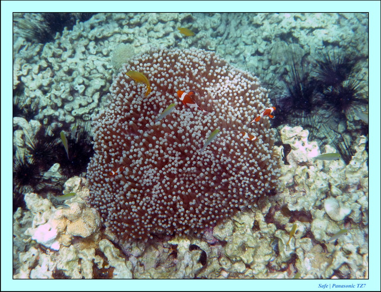 209   07   Sibuan 40